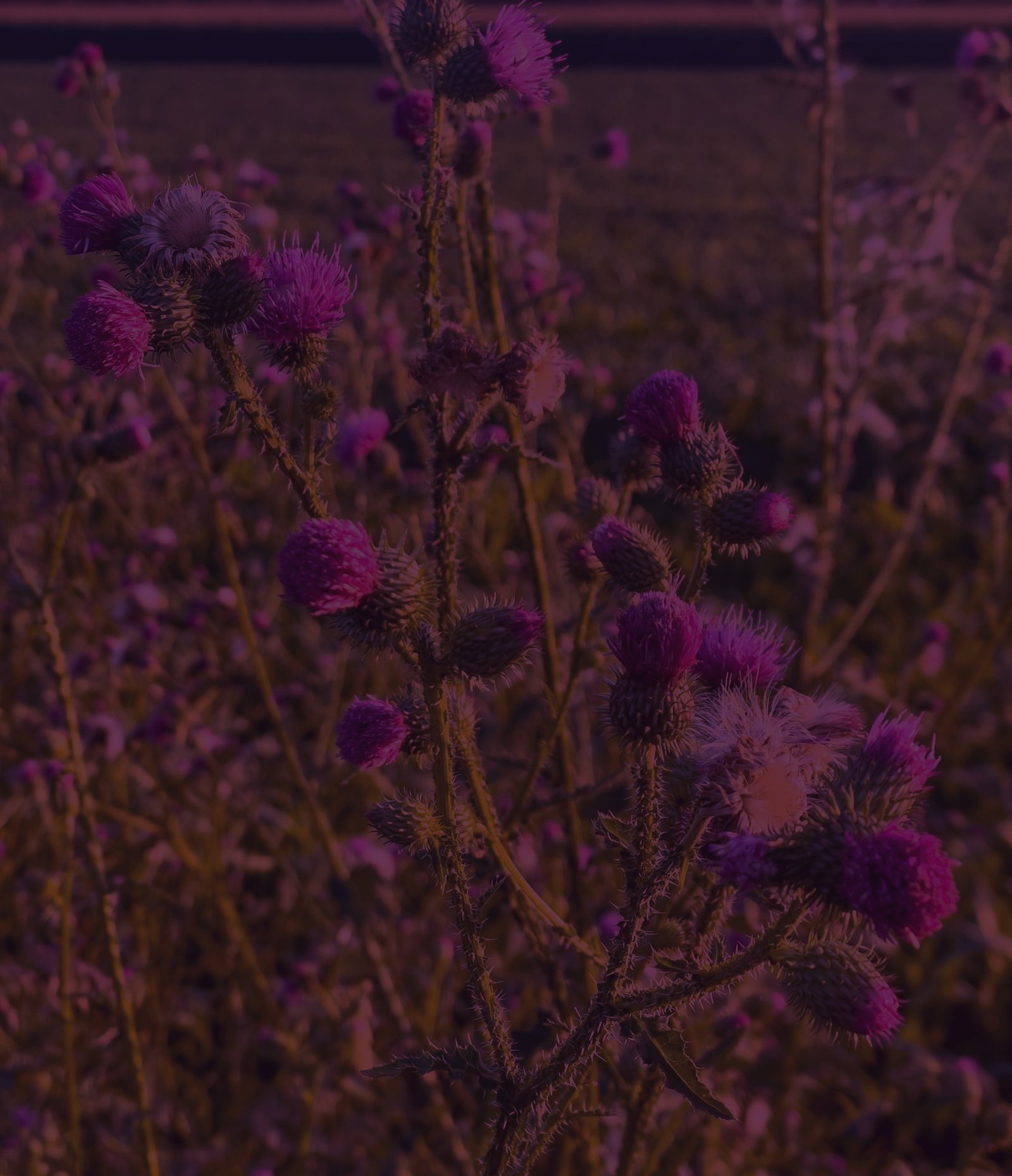 Purple thistle field at dusk